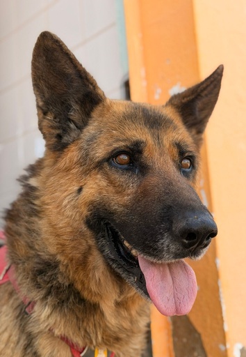 Bear | 620099100155340